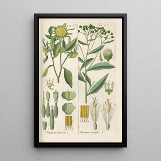 Christian Schkuhr - Botanisches Handbuch Pl32.webp
