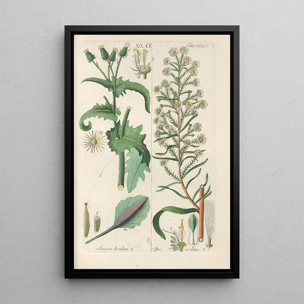 Manuel botanique Pl33 - Christian Schkuhr — ingelijst kunstwerk aan de muur