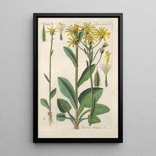 Christian Schkuhr - Botanisches Handbuch Pl35.webp
