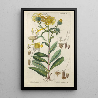 Christian Schkuhr - Botanisches Handbuch Pl36.webp