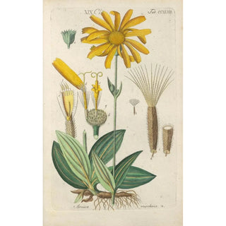 Christian Schkuhr - Botanisches Handbuch Pl37.webp