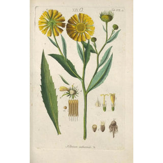 Christian Schkuhr - Botanisches Handbuch Pl39.webp