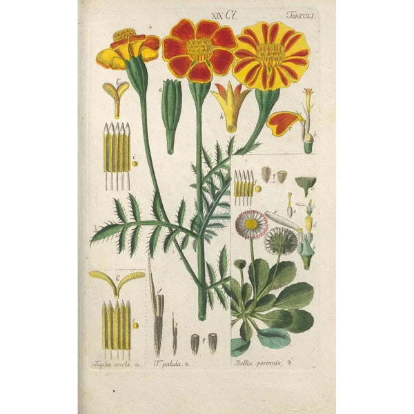 Manuel botanique Pl41 - Christian Schkuhr — ingelijst kunstwerk aan de muur