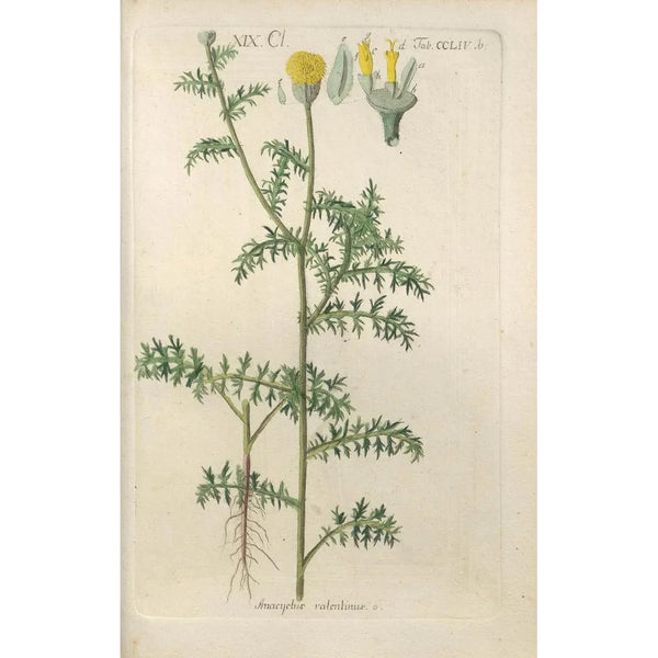 Manuel botanique Pl46 - Christian Schkuhr — ingelijst kunstwerk aan de muur