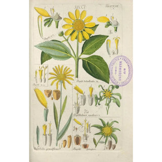Christian Schkuhr - Botanisches Handbuch Pl49.webp