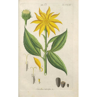 Christian Schkuhr - Botanisches Handbuch Pl50.webp
