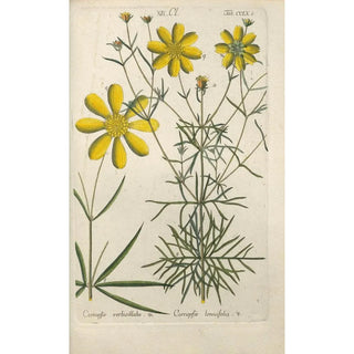 Christian Schkuhr - Botanisches Handbuch Pl53.webp