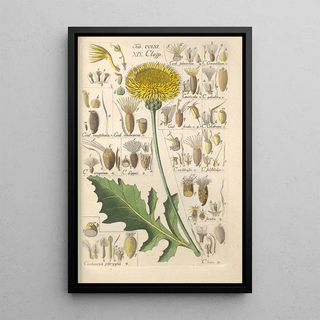Christian Schkuhr - Botanisches Handbuch Pl54.webp