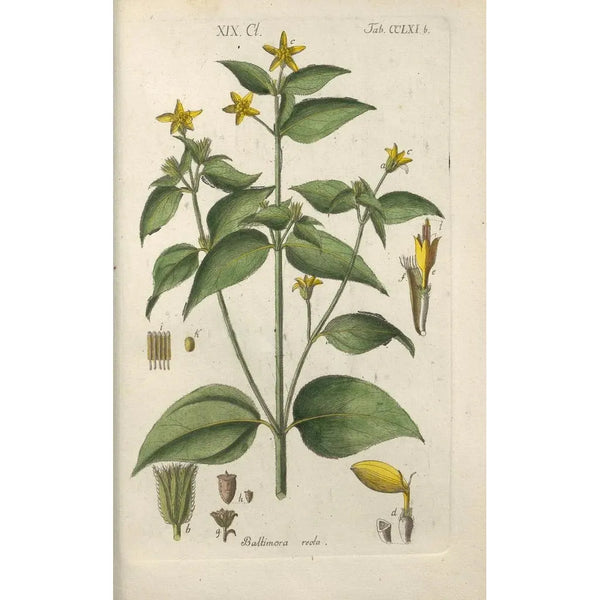 Manuel botanique Pl55 - Christian Schkuhr — ingelijst kunstwerk aan de muur