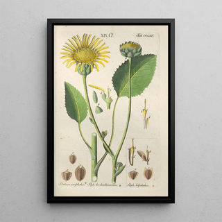Christian Schkuhr - Botanisches Handbuch Pl56.webp