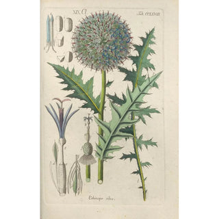 Christian Schkuhr - Botanisches Handbuch Pl62.webp