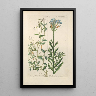 Christian Schkuhr - Botanisches Handbuch Pl64.webp