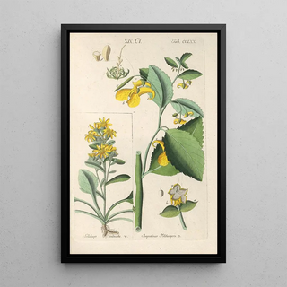 Christian Schkuhr - Botanisches Handbuch Pl65.webp