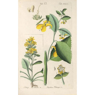 Christian Schkuhr - Botanisches Handbuch Pl65.webp