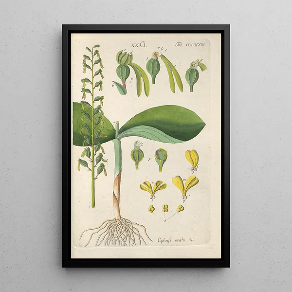 Christian Schkuhr - Botanisches Handbuch Pl68.webp