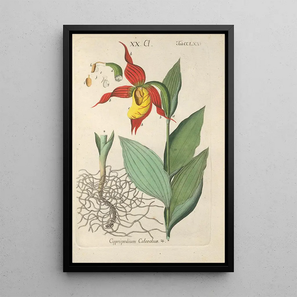 Christian Schkuhr - Botanisches Handbuch Pl70.webp