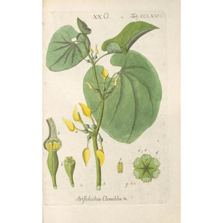 Christian Schkuhr - Botanisches Handbuch Pl71.webp