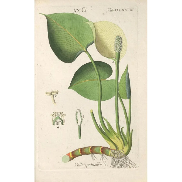 Christian Schkuhr - Botanisches Handbuch Pl73.webp