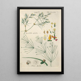 Christian Schkuhr - Botanisches Handbuch Pl75.webp
