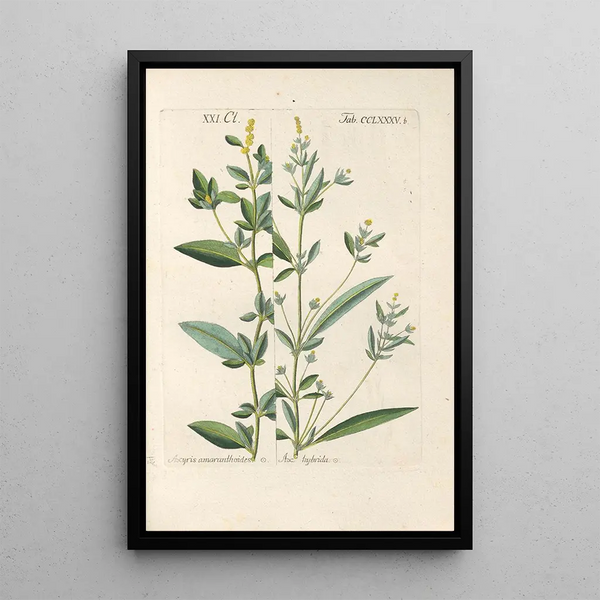 Christian Schkuhr - Botanisches Handbuch Pl81.webp