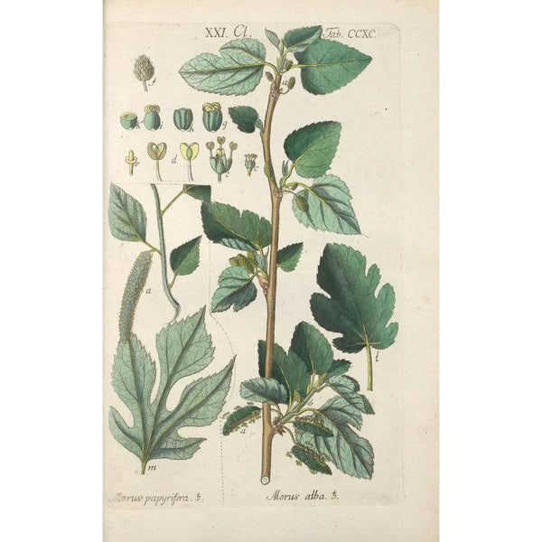 Christian Schkuhr - Botanisches Handbuch Pl85.webp