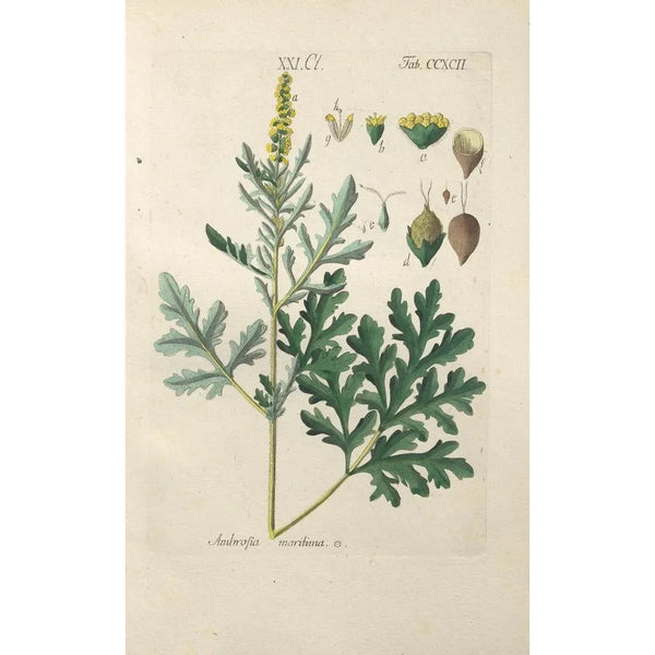 Christian Schkuhr - Botanisches Handbuch Pl87.webp