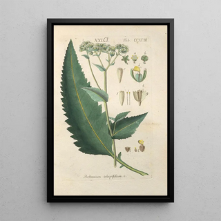 Christian Schkuhr - Botanisches Handbuch Pl88.webp