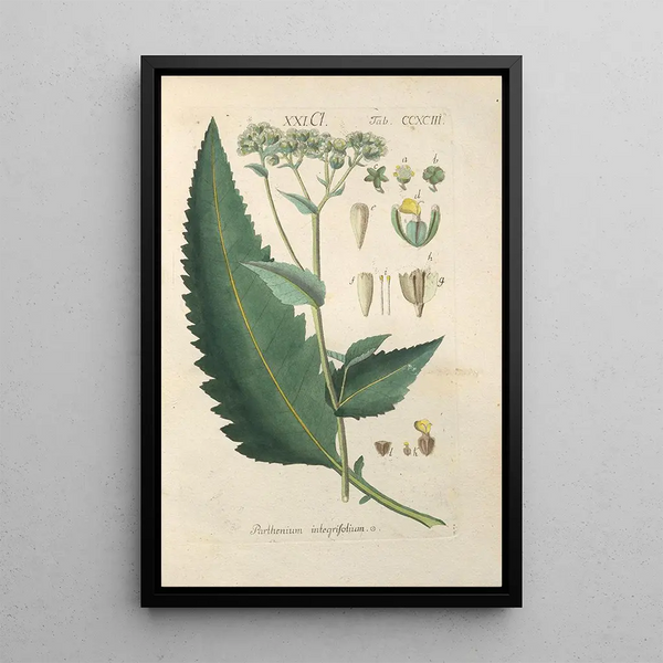 Christian Schkuhr - Botanisches Handbuch Pl88.webp