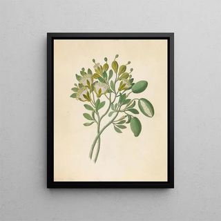 Clemenz Heinrich Wehdemann - Capparis Nov Sp Maerua caffra.webp