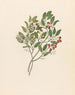 Celastrus Apodytes dimidiata - Clemenz Heinrich Wehdemann — weergave van het kunstwerk
