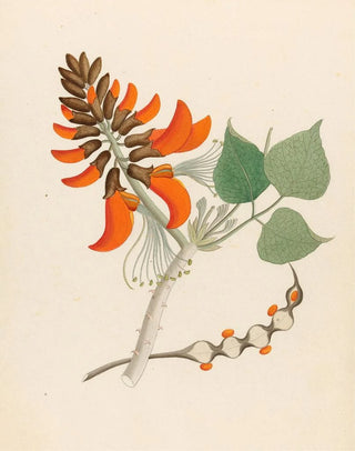 Clemenz Heinrich Wehdemann - Erythrina Caffras.webp