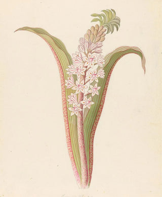 Clemenz Heinrich Wehdemann - Eucomis punctata Eucomis autumnalis.webp