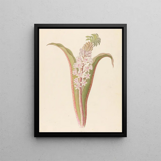 Clemenz Heinrich Wehdemann - Eucomis punctata Eucomis autumnalis.webp