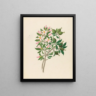 Clemenz Heinrich Wehdemann - Gardenia Nov Sp Hyperacanthus amoenus.webp
