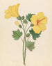 Hibiscus Hibiscus calyphyllus - Clemenz Heinrich Wehdemann — weergave van het kunstwerk