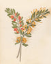 Loranthus N Sp Moquiniella rubra - Clemenz Heinrich Wehdemann — weergave van het kunstwerk