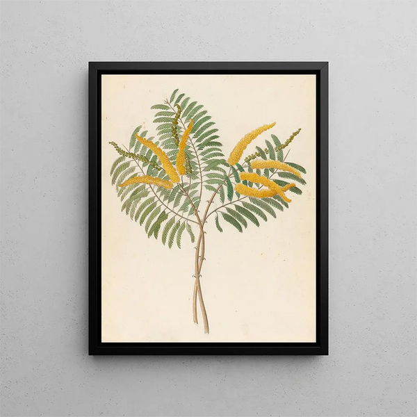 Mimosa Acacia caffra - Clemenz Heinrich Wehdemann — ingelijst kunstwerk aan de muur