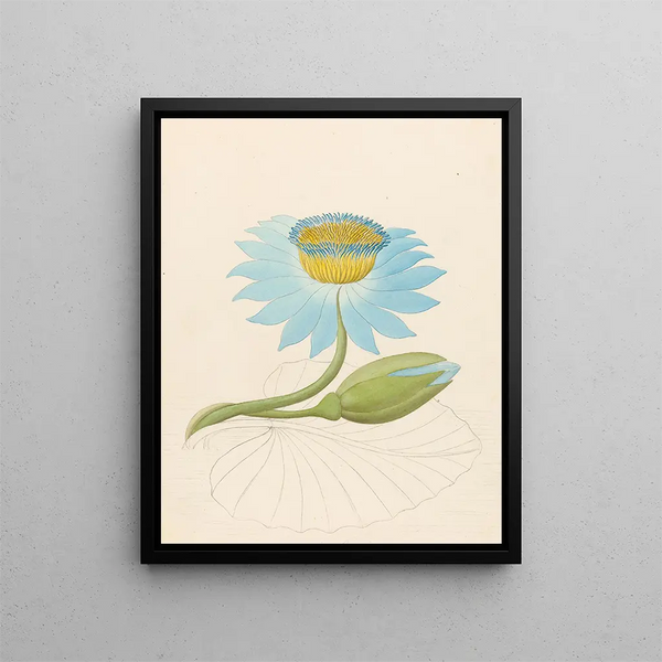 Clemenz Heinrich Wehdemann - Nymphaea coerulea Nymphaea nouchali.webp