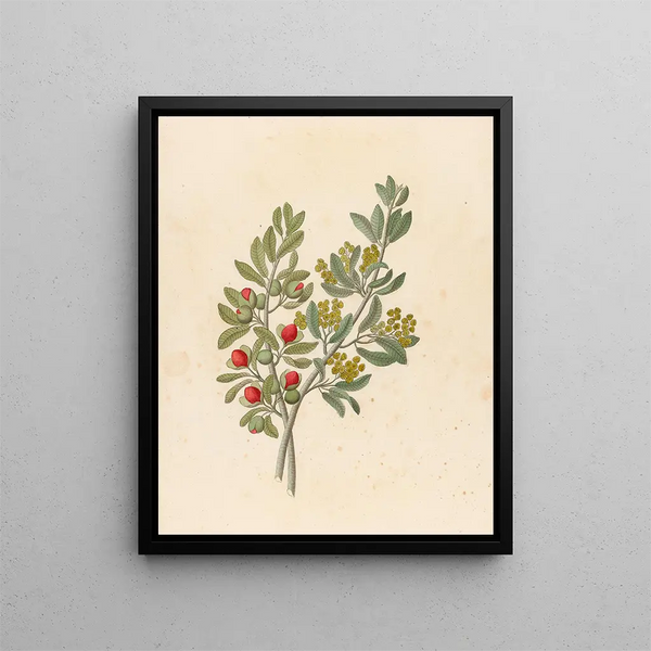 Octandria Monog Pappea capensis - Clemenz Heinrich Wehdemann — ingelijst kunstwerk aan de muur