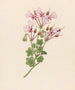 Pélargonium peltatum - Clemenz Heinrich Wehdemann — weergave van het kunstwerk