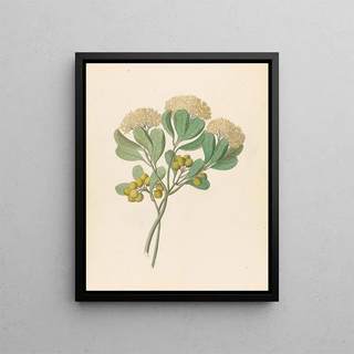 Clemenz Heinrich Wehdemann - Pentandria Mon Pittosporum viridiflorum.webp