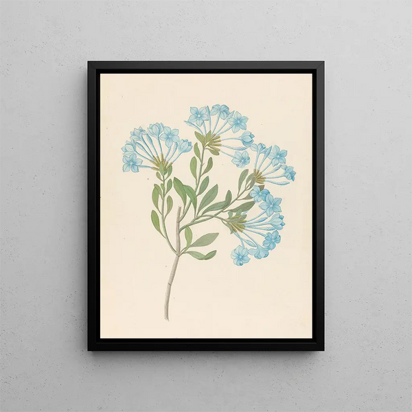 Plumbago capensis Plumbago auriculata - Clemenz Heinrich Wehdemann — ingelijst kunstwerk aan de muur
