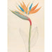 Strelitzia reginae - Clemenz Heinrich Wehdemann — weergave van het kunstwerk