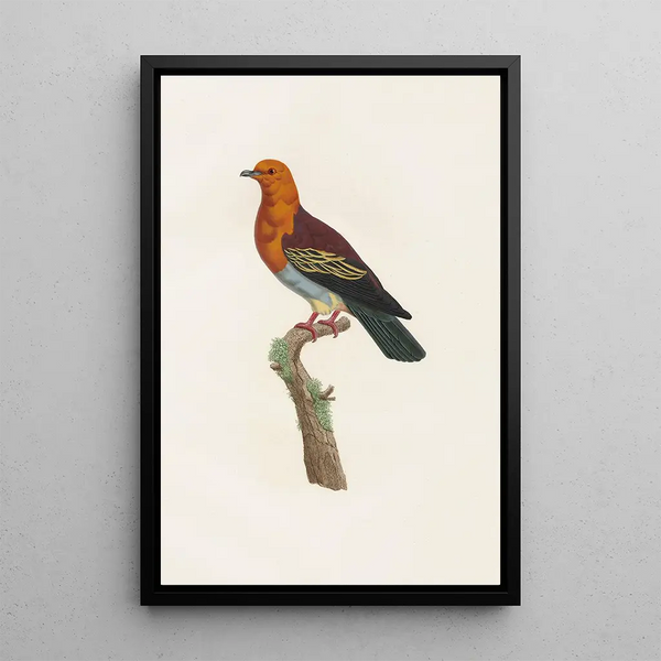 Reproductie van het schilderij De duiven Pl06 - Coenraad Jacob Temminck