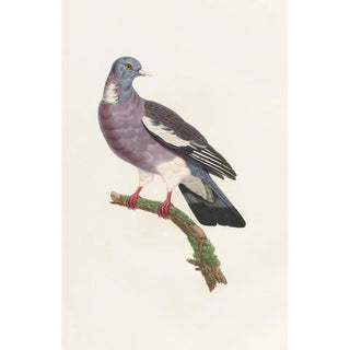 Coenraad Jacob Temminck - Les pigeons Pl13.webp