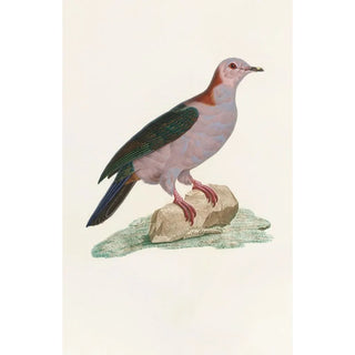 Coenraad Jacob Temminck - Les pigeons Pl14.webp