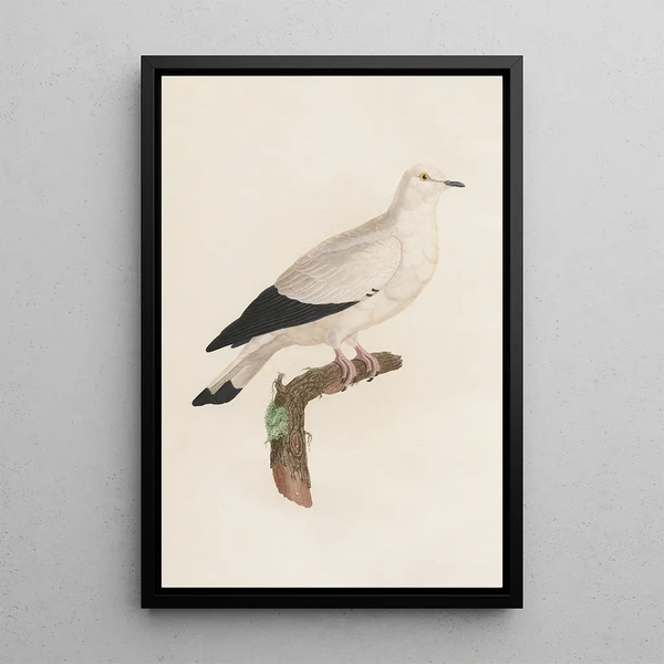 Reproductie van het schilderij De duiven Pl18 - Coenraad Jacob Temminck