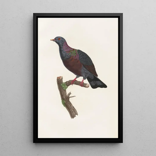 Reproductie van het schilderij De duiven Pl21 - Coenraad Jacob Temminck