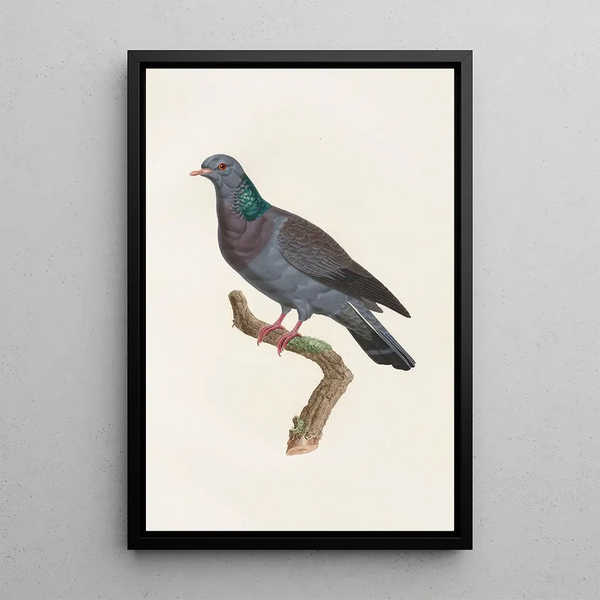 Reproductie van het schilderij De duiven Pl22 - Coenraad Jacob Temminck