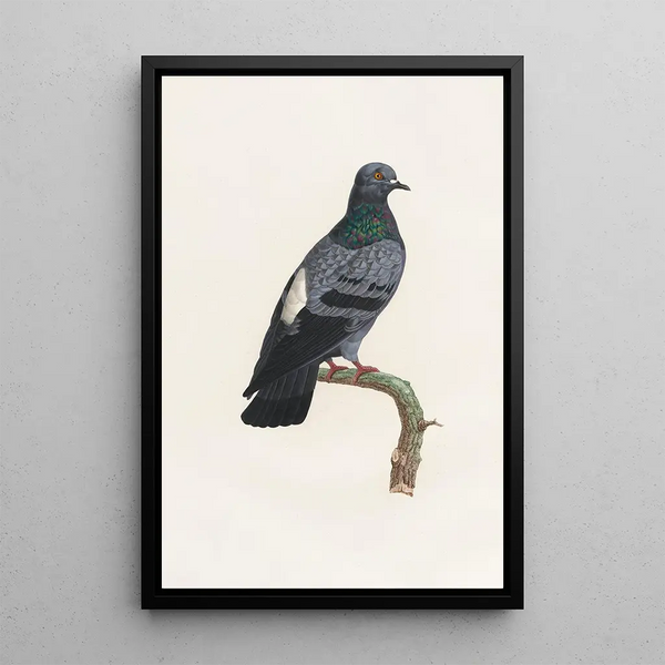 Reproductie van het schilderij De duiven Pl23 - Coenraad Jacob Temminck